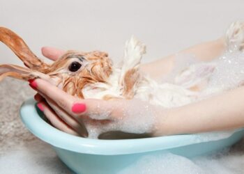 7 Best Shampoos For Rabbits