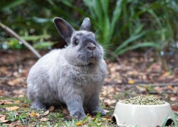 7 Homemade Rabbit Treats To Make For Your Bunny