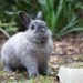 7 Homemade Rabbit Treats To Make For Your Bunny