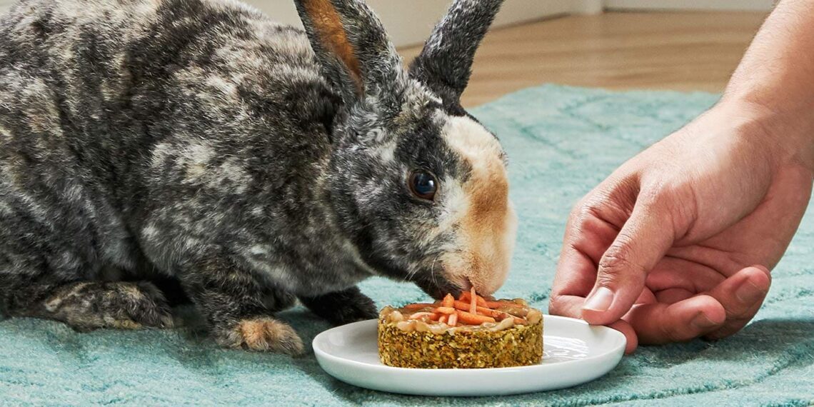 Best Snacks For Rabbits