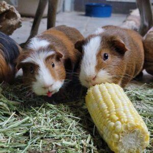 Can Guinea Pigs Eat-Corn