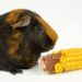 Can Guinea Pigs Eat Corn