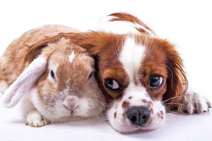 Can Rabbit Food Harm-Dogs
