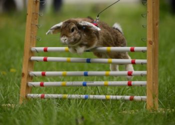 Can Rabbit Jumps High