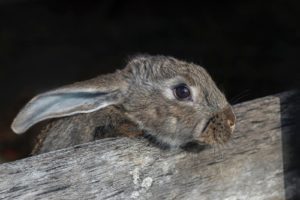Can Rabbit-Sleep in Dark