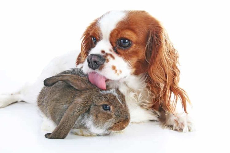 Can Rabbits And Dogs Live Together