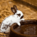 Can Rabbits Drink Cold Water