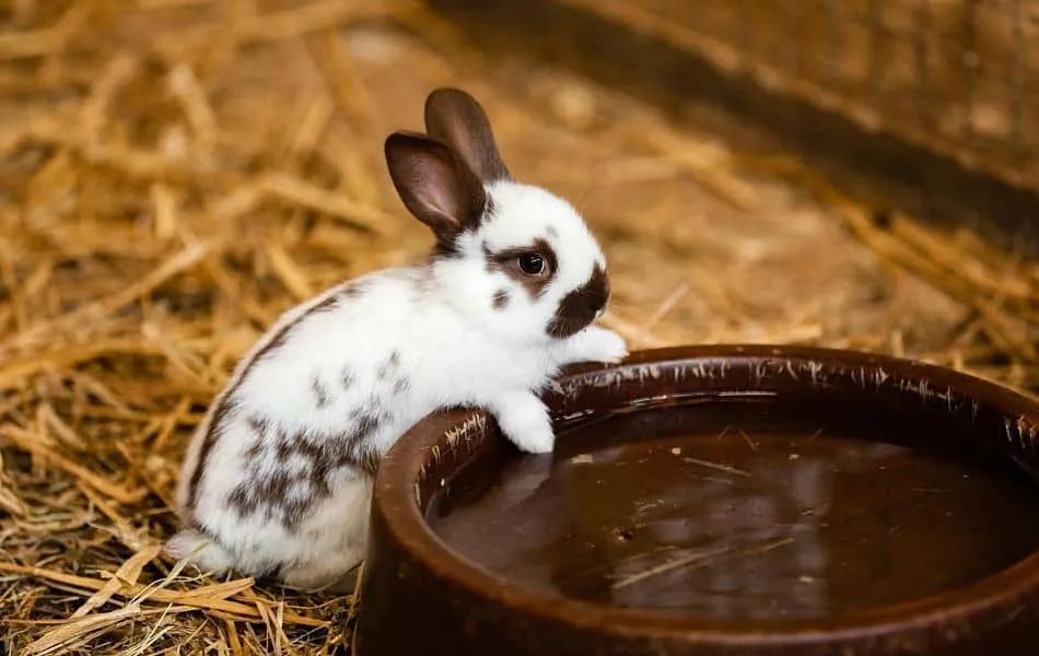Can Rabbits Drink Cold Water MyPetCareJoy