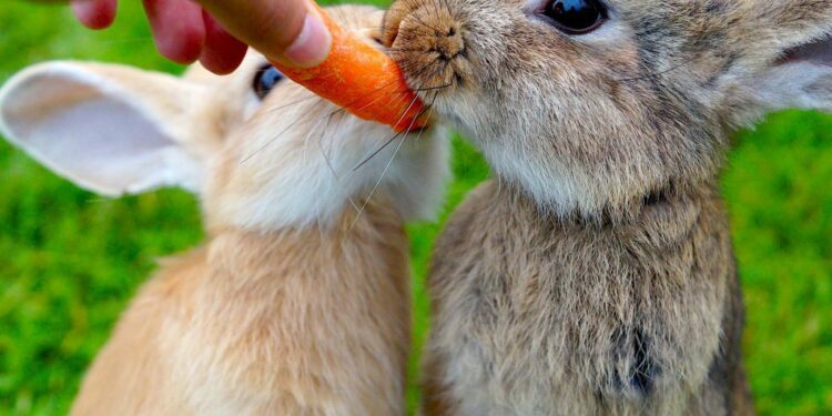 Can Rabbits Eat Radish