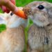 Can Rabbits Eat Radish