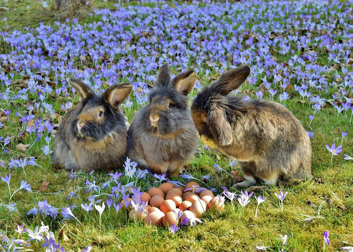 5 Best Brushes For Angora Rabbit 2024 MyPetCareJoy