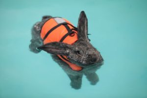 Can Rabbits Swim