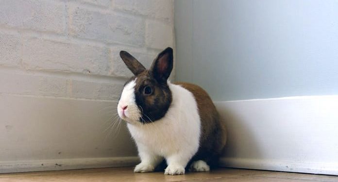 Can Rabbits Walk On Tiles