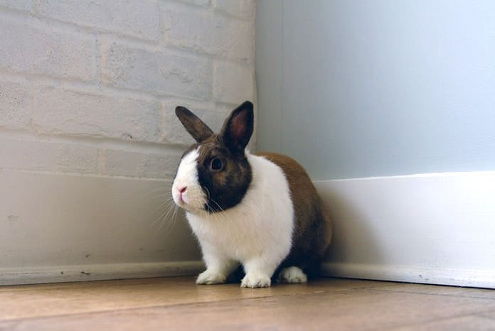 Can Rabbits Walk On Tiles