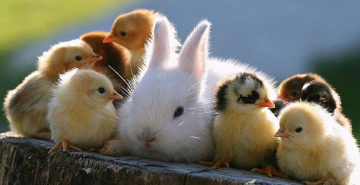 Can You Keep Rabbits And Birds Together