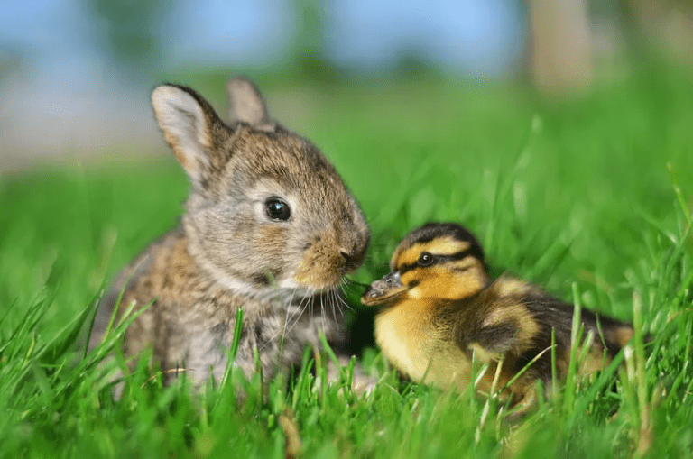 Can You Keep Rabbits And Birds Together? MyPetCareJoy