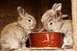 Homemade Rabbit Treats To Make For You- Bunny