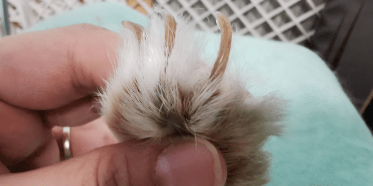 How Long Rabbit Nails Should Be