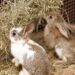 How Much Hay Should A Rabbit Eat Each Day