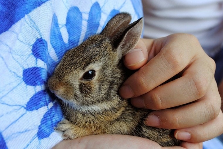 How To Bond With Your Rabbit? MyPetCareJoy