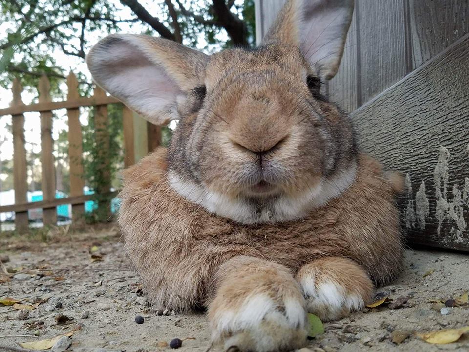 How To Help A Rabbit Gain Weight Quickly? MyPetCareJoy