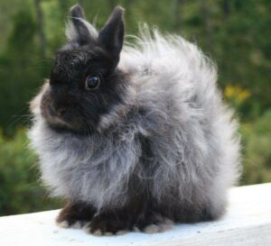 Jersey Wooly Rabbit-everything you need to know