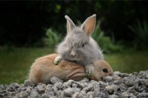 Signs Of Dominant Behavior In-Rabbits