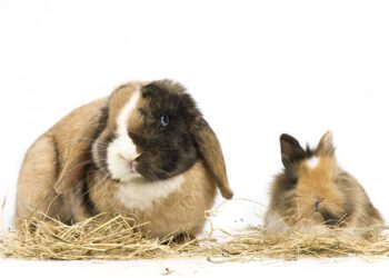 Signs Of Dominant Behavior In Rabbits