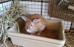 What To Put In The-Rabbit-Litter Box