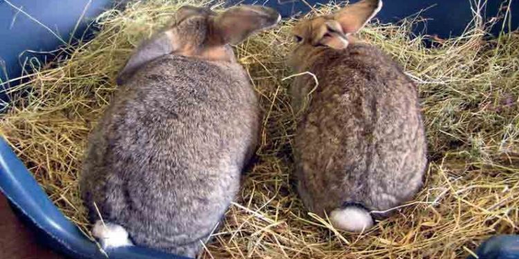 What To Put In The Rabbit-Litter Box