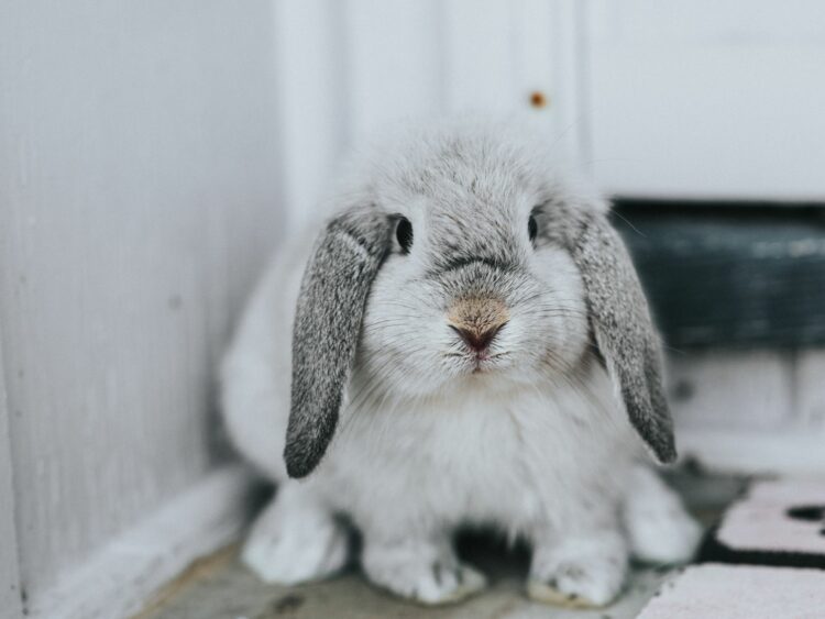 Why Does My Rabbit Have Cold Ears? MyPetCareJoy