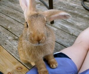 Why Is My Rabbit's Ear-Floppy