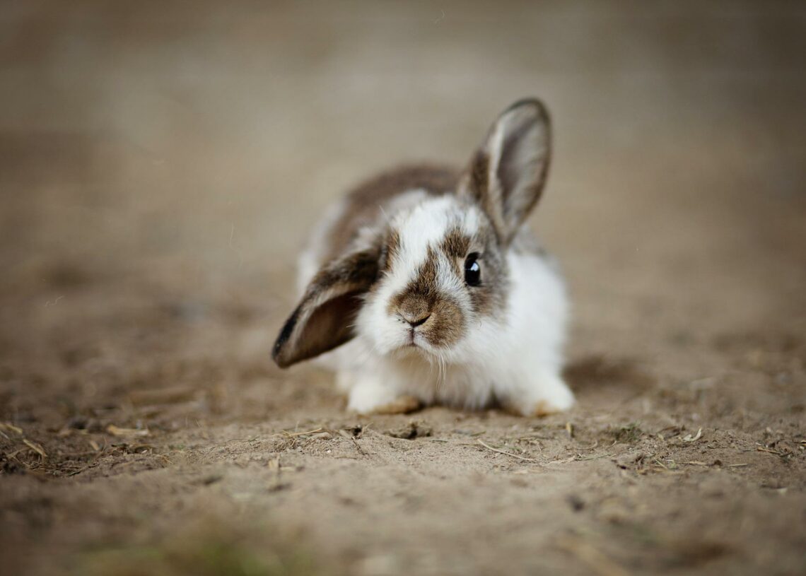 Can Rabbits Jump Over Fences? | MyPetCareJoy