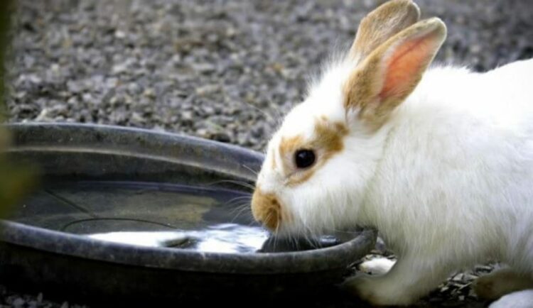 Why Rabbit Don't Drink Water