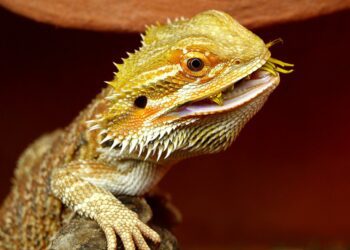 Best Protein For Bearded Dragons