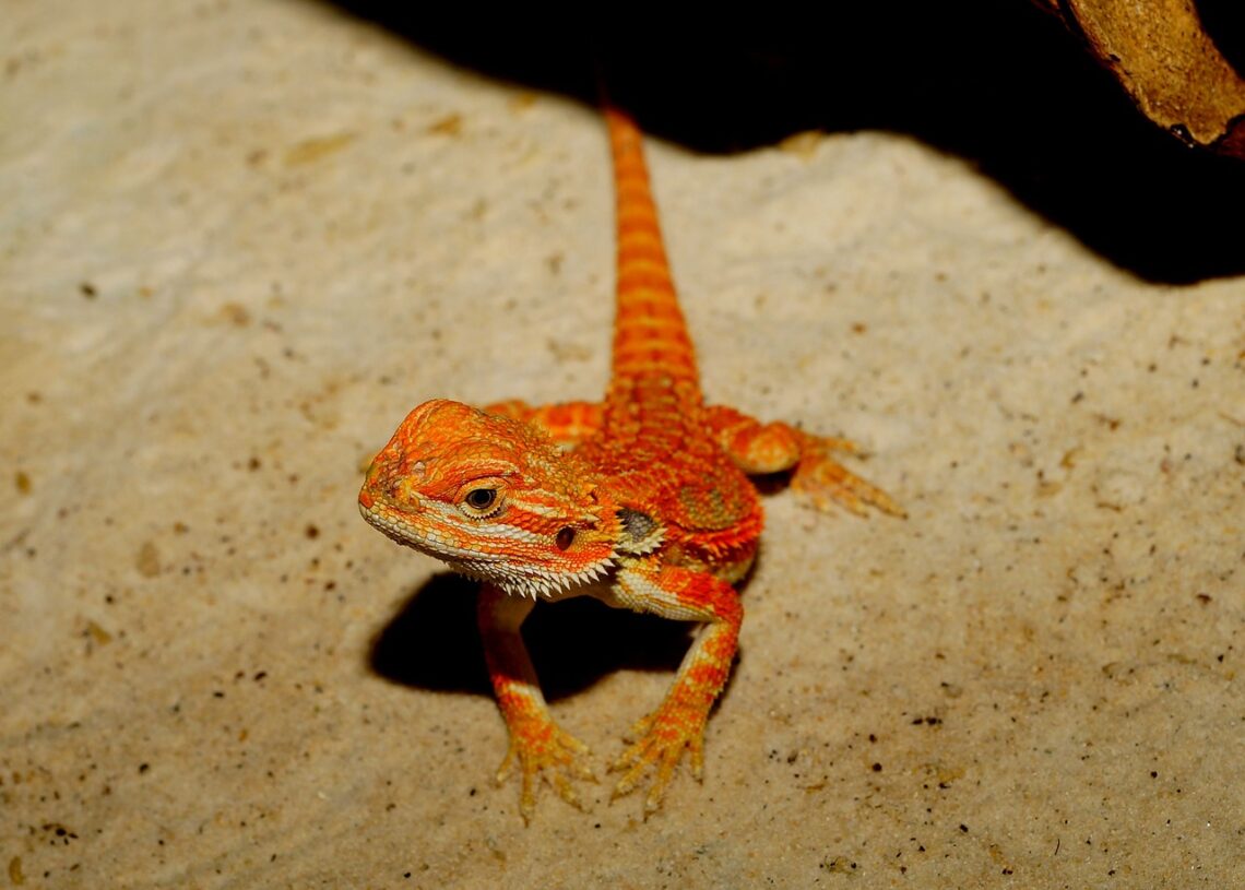 5 Best 40Gallon Bearded Dragon Tanks 2022 MyPetCareJoy