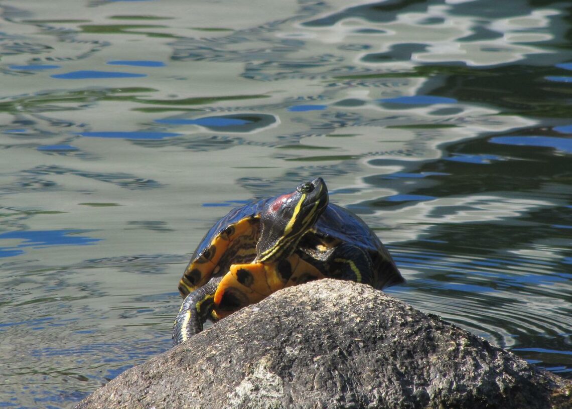 Best Food For Box Turtles MyPetCareJoy
