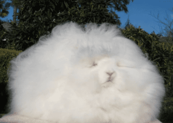 5 Best Brushes For Angora Rabbit