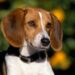 5 Best Collar For American Foxhound