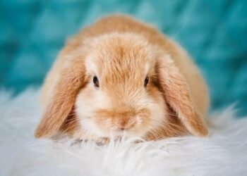 5 Best Heating Pads For-Rabbits