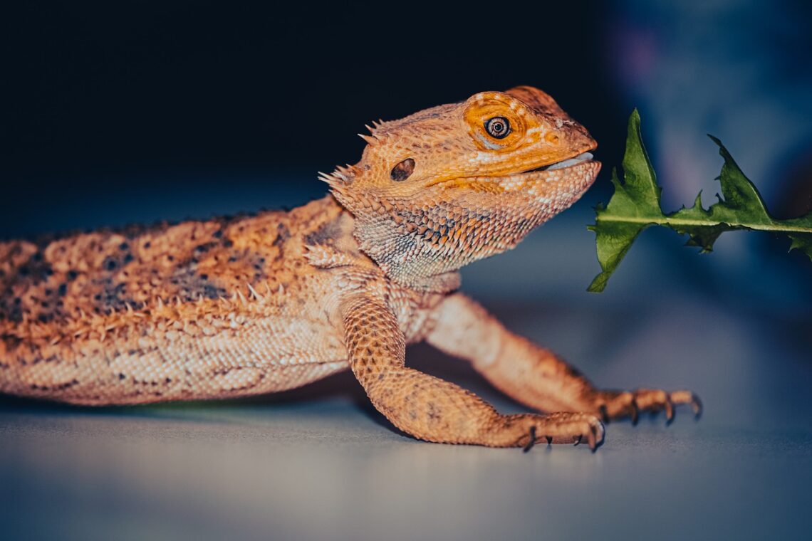 5 Best Protein For Bearded Dragons MyPetCareJoy