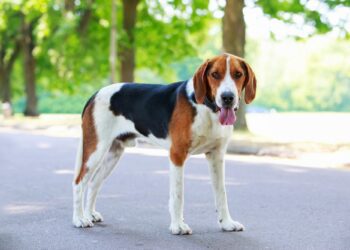 American Foxhounds Drool
