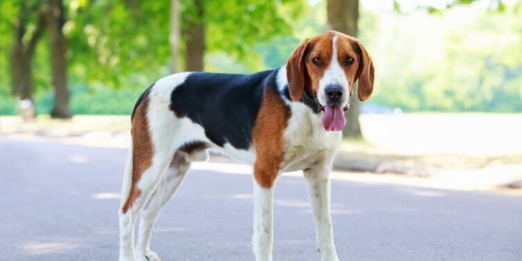 American Foxhounds Drool