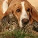 American Foxhounds Good With Cats