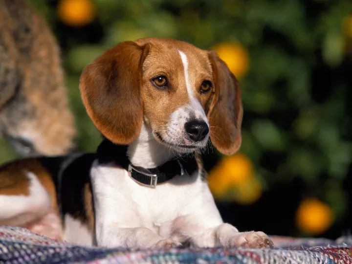 American Foxhounds Good With-Cats