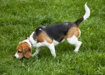 Are American Foxhounds Good Guard Dogs
