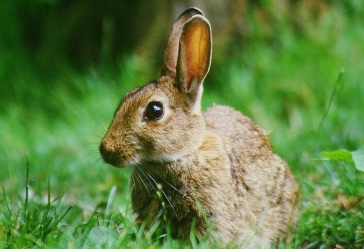 Are Rabbits Scared Of Loud Noises? | MyPetCareJoy