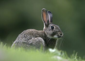 Are Rabbits Scared Of Loud-Noises
