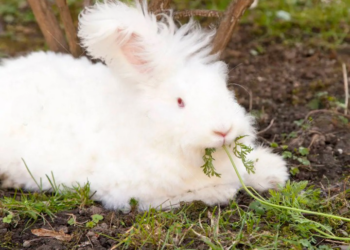 Best Angora Rabbit Foods