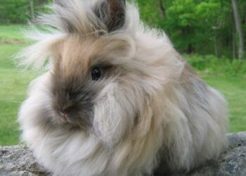 Best Brushes For Lionhead Rabbit